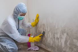 Best Emergency Mold Remediation  in Enochville, NC